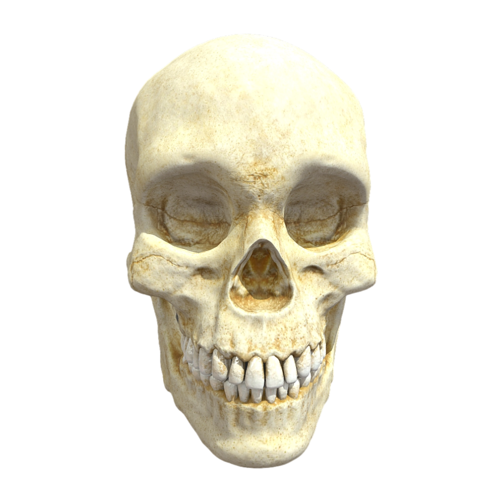 Image [2]-【High-Definition 3D】Human Skull-3DHi
