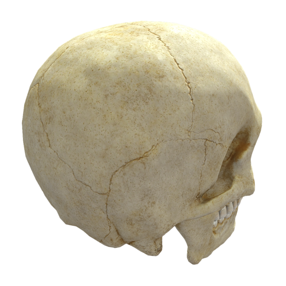 Image [4]-【High-Definition 3D】Human Skull-3DHi