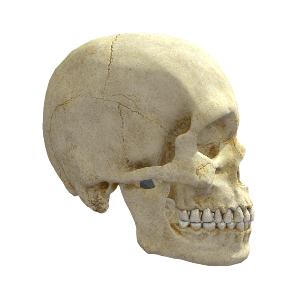 Image [3]-【High-Definition 3D】Human Skull-3DHi