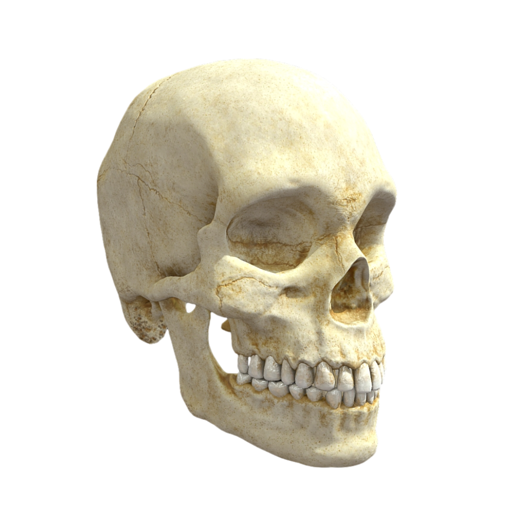 【High-Definition 3D】Human Skull-3DHi