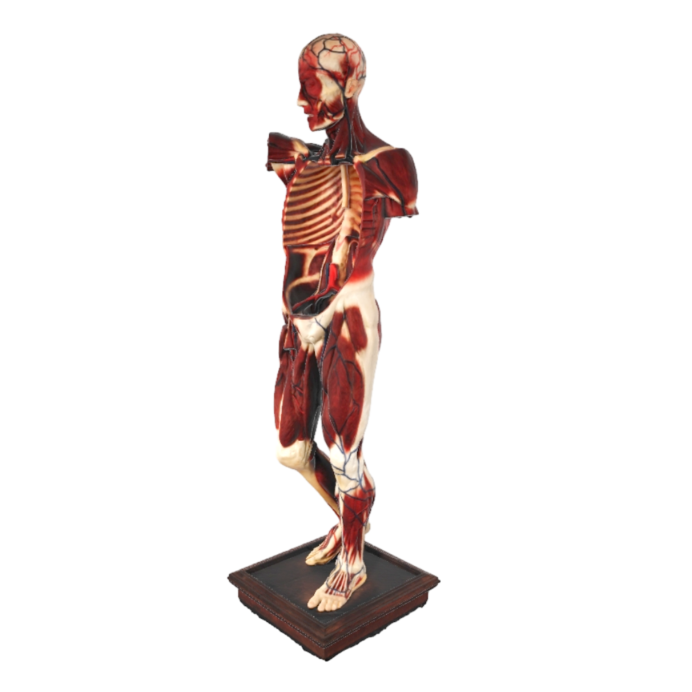 Human Body Anatomy Model-3DHi
