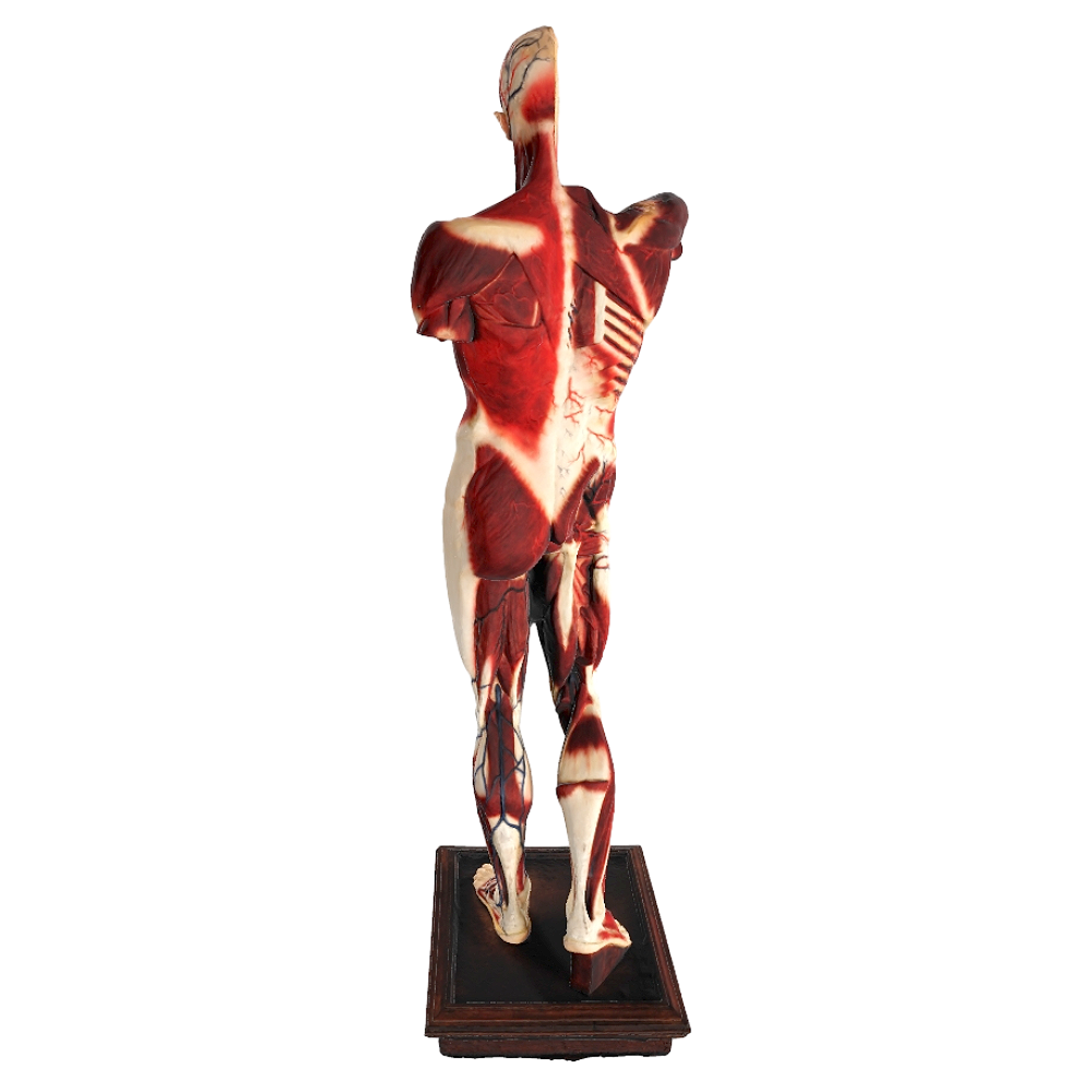 Image [3]-Human Body Anatomy Model-3DHi