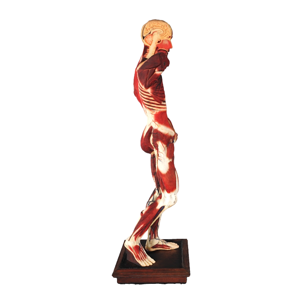 Image [2]-Human Body Anatomy Model-3DHi