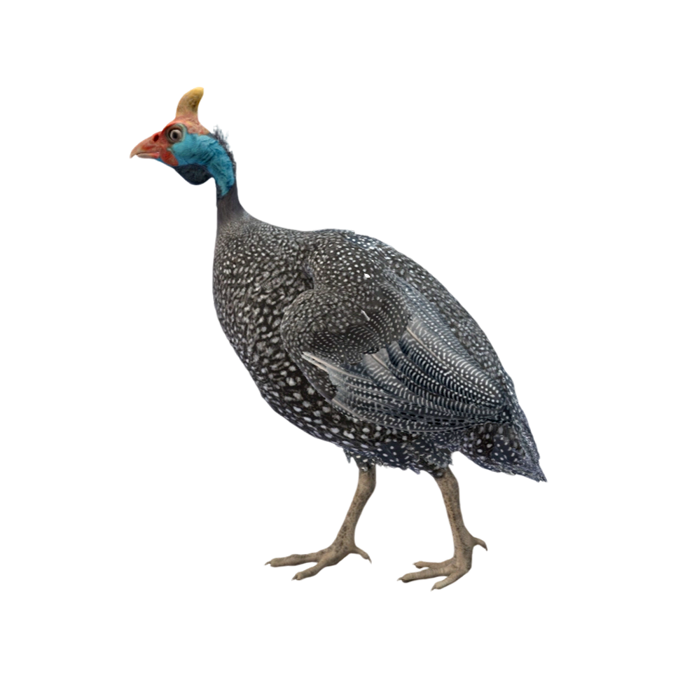 Pearl Chicken (3D Animation Model)-3DHi