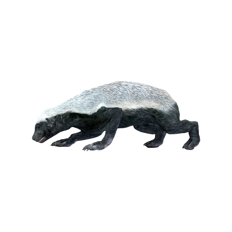 Honey Badger (3D Animation Model)-3DHi