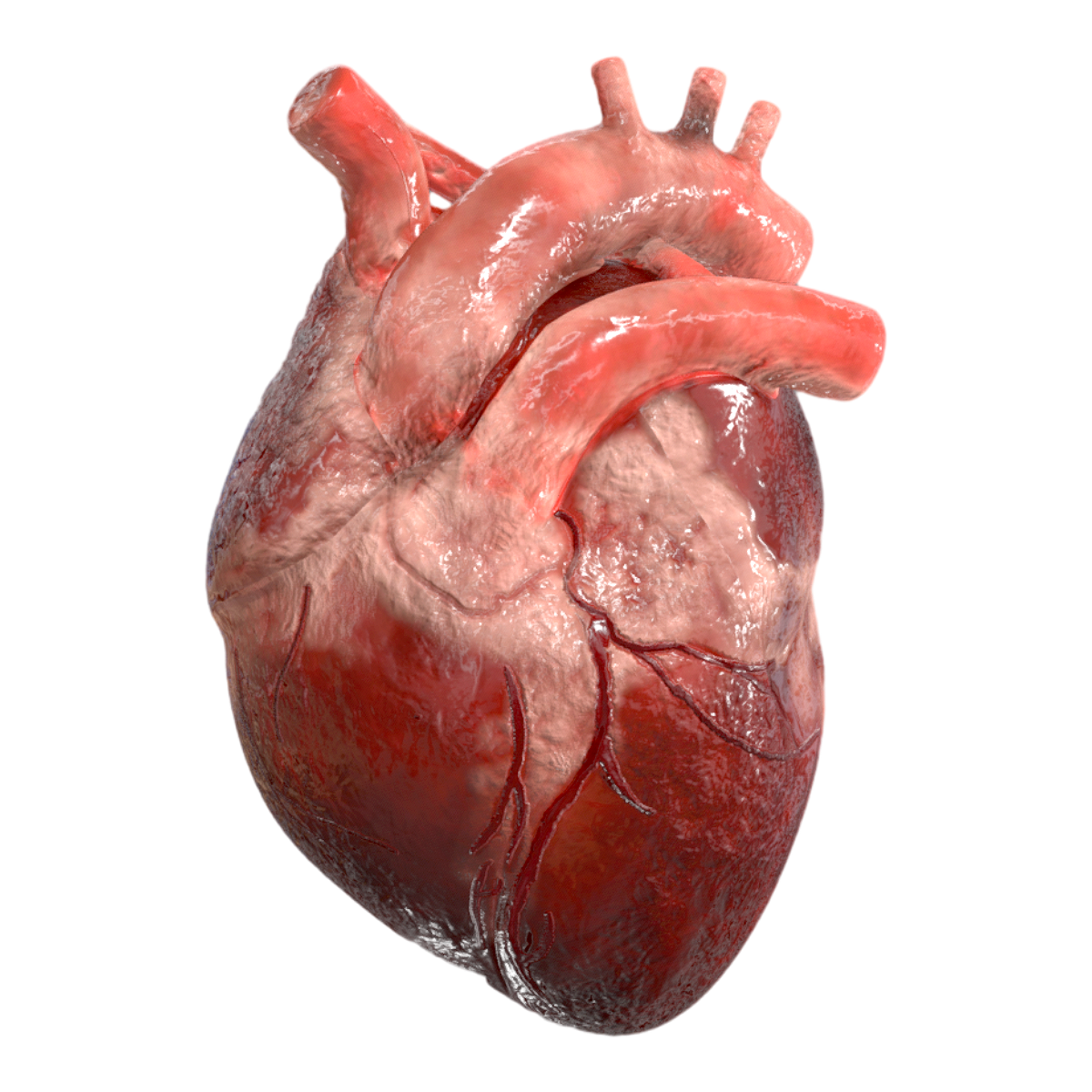 Heart-3DHi