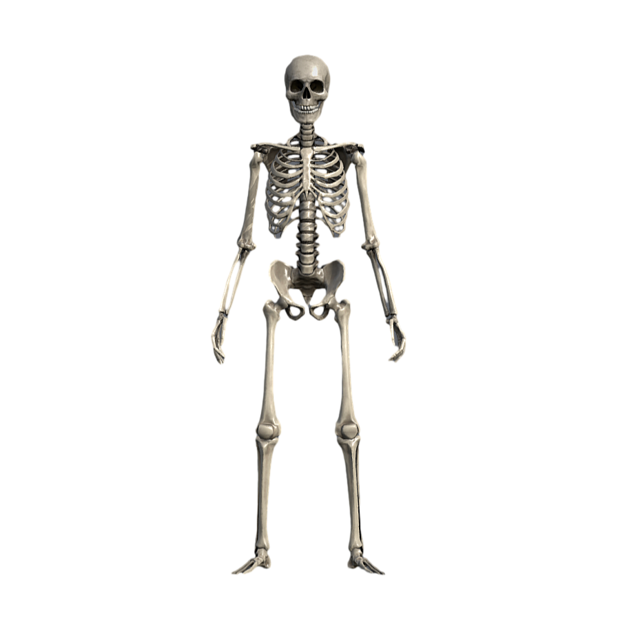 Human Skeleton Medical Art Reference 3D Model-3DHi