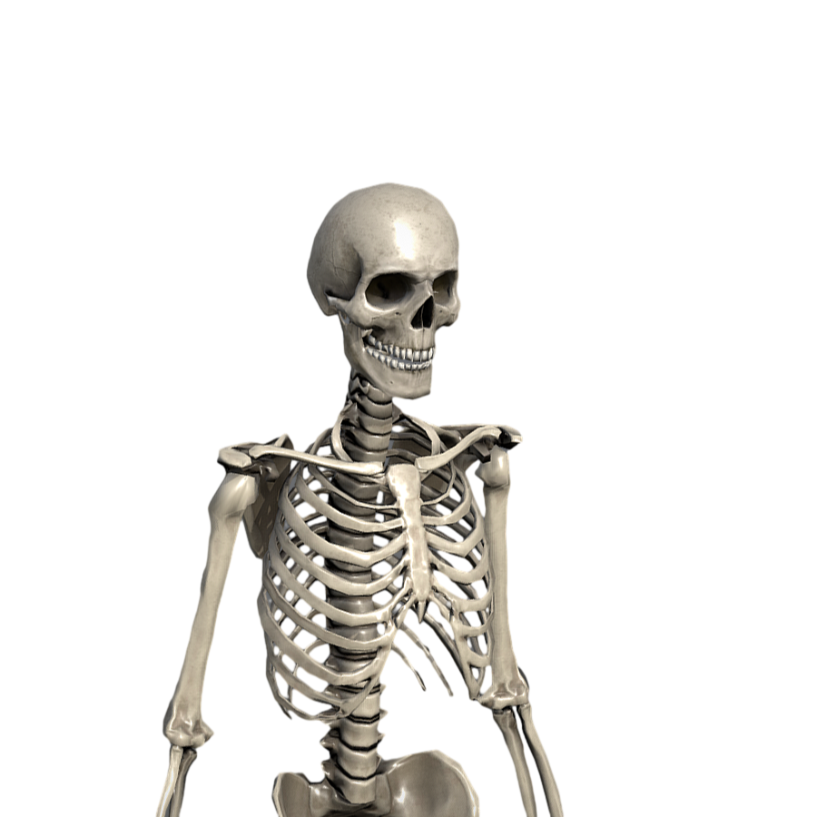 Image [4]-Human Skeleton Medical Art Reference 3D Model-3DHi