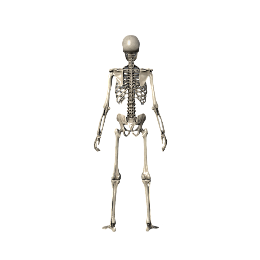 Image [3]-Human Skeleton Medical Art Reference 3D Model-3DHi