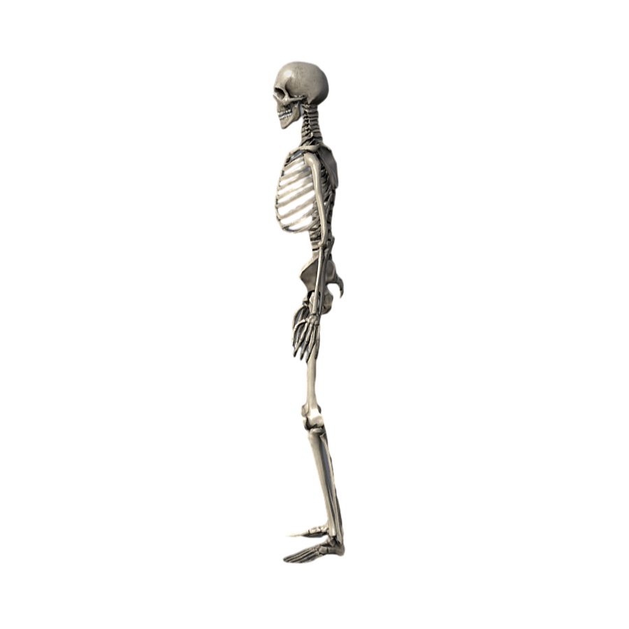 Image [2]-Human Skeleton Medical Art Reference 3D Model-3DHi