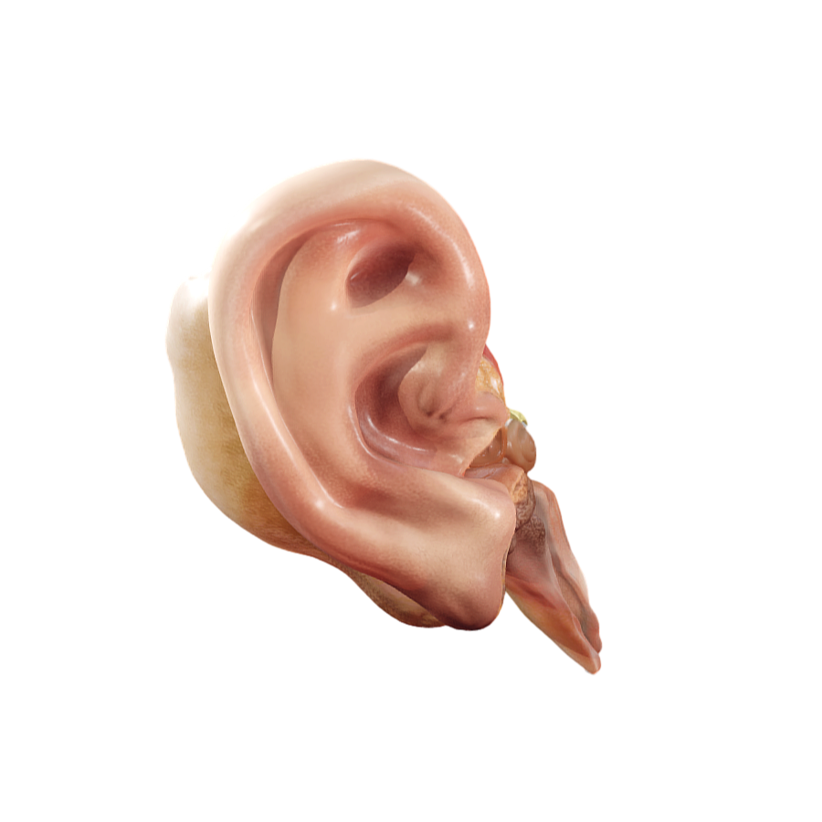 Image [2]-Character Medical Anatomy Ear-3DHi
