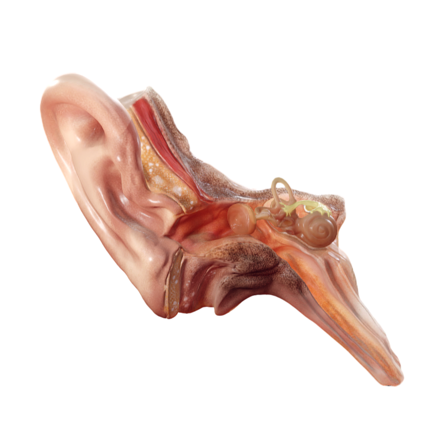 Character Medical Anatomy Ear-3DHi