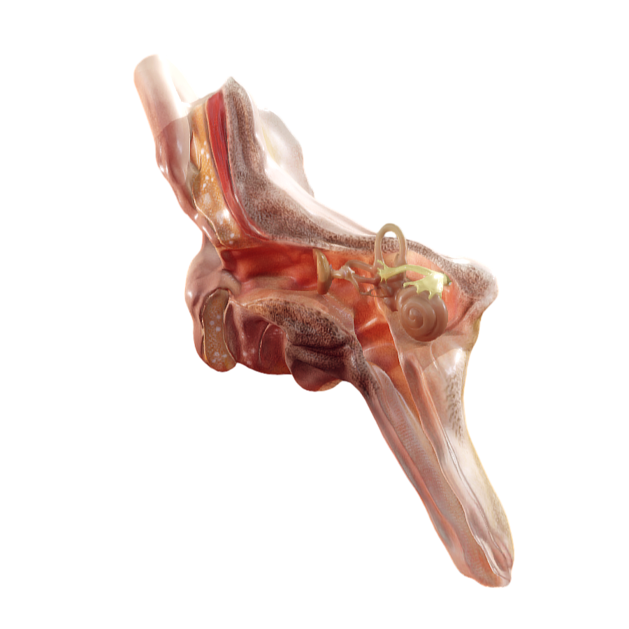Image [3]-Character Medical Anatomy Ear-3DHi