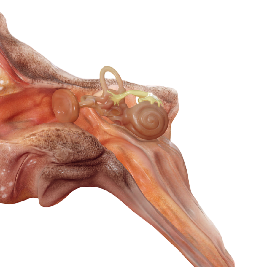 Image [4]-Character Medical Anatomy Ear-3DHi