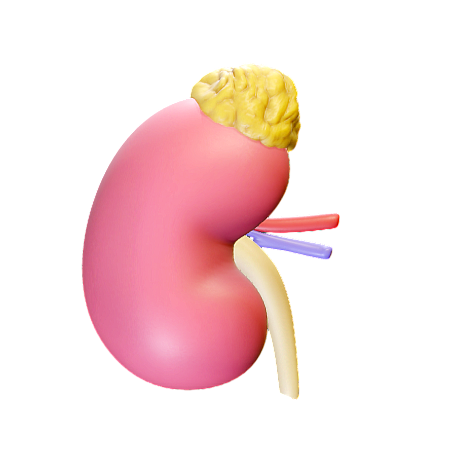 Image [3]-Medical Anatomical Kidney 3D Model-3DHi
