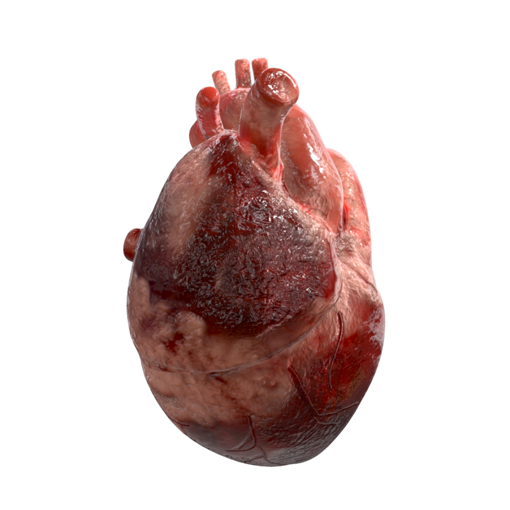 Image [3]-3D Heart Model-3DHi