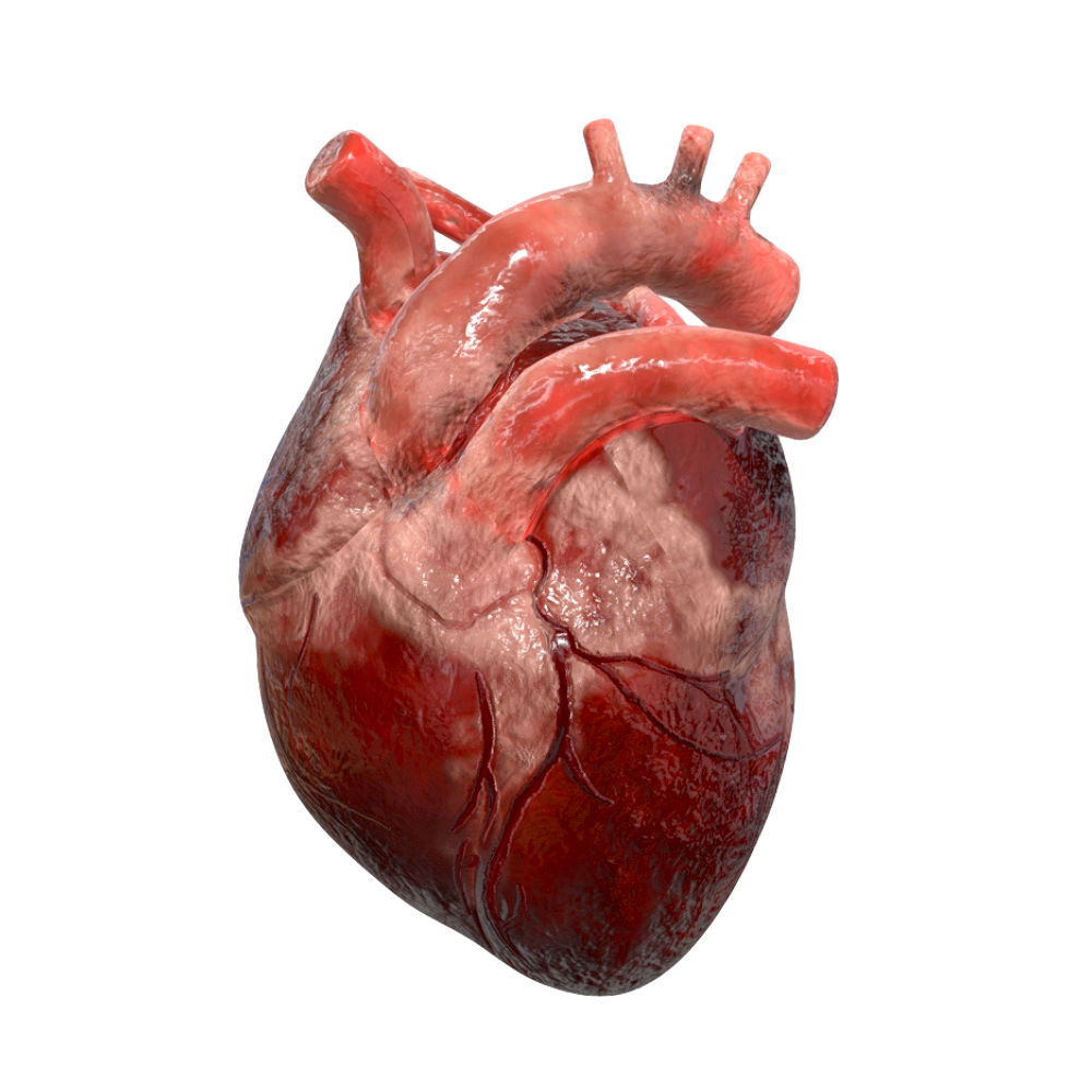 3D Heart Model-3DHi