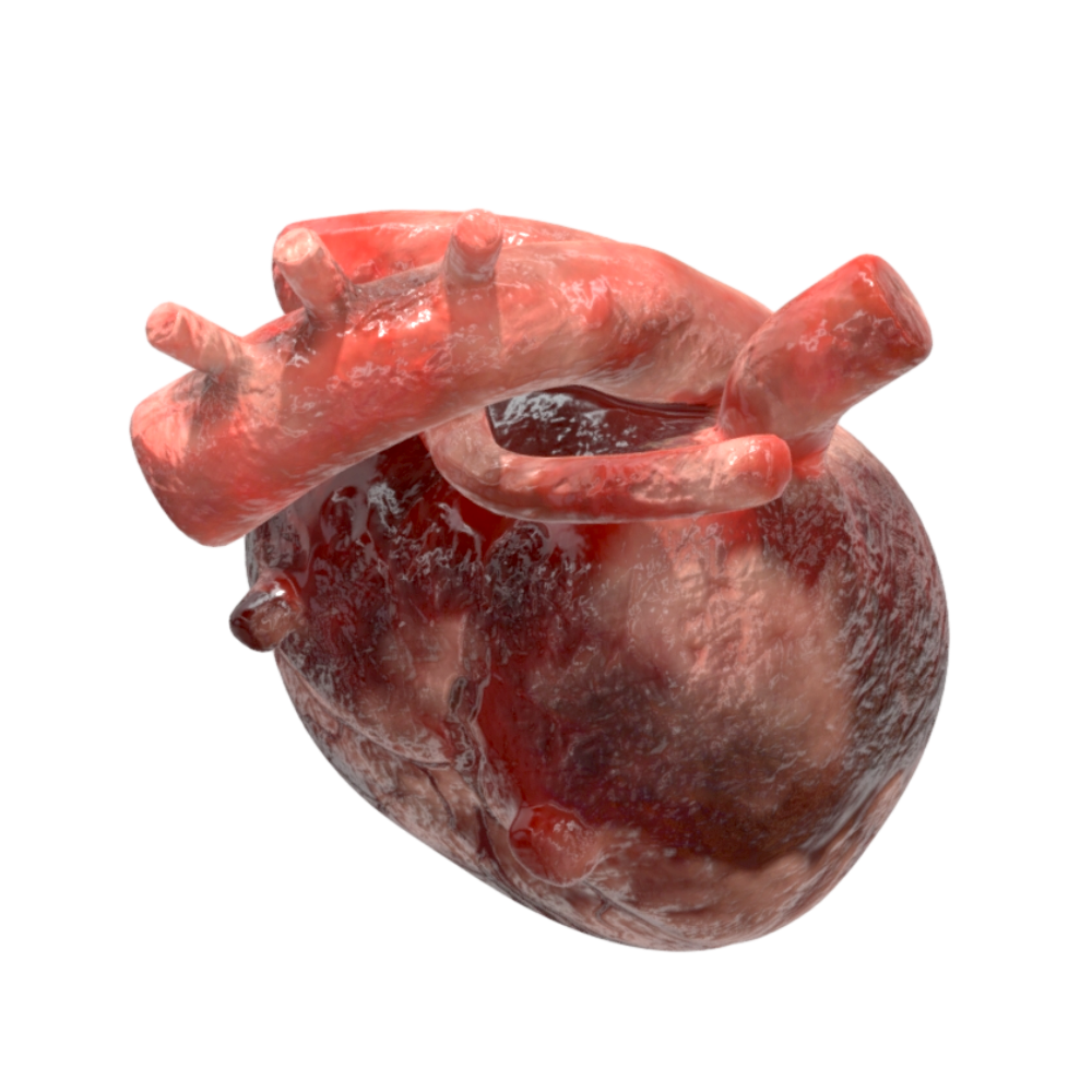 Image [4]-3D Heart Model-3DHi