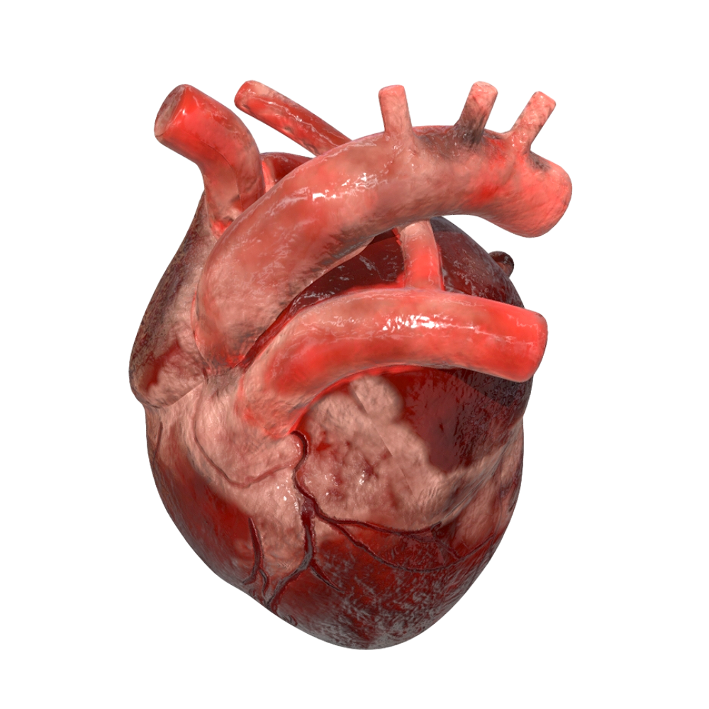 Image [2]-3D Heart Model-3DHi